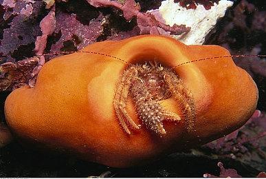 《巫师4》面临最大挑战：让玩家相信希里比杰洛特更重要